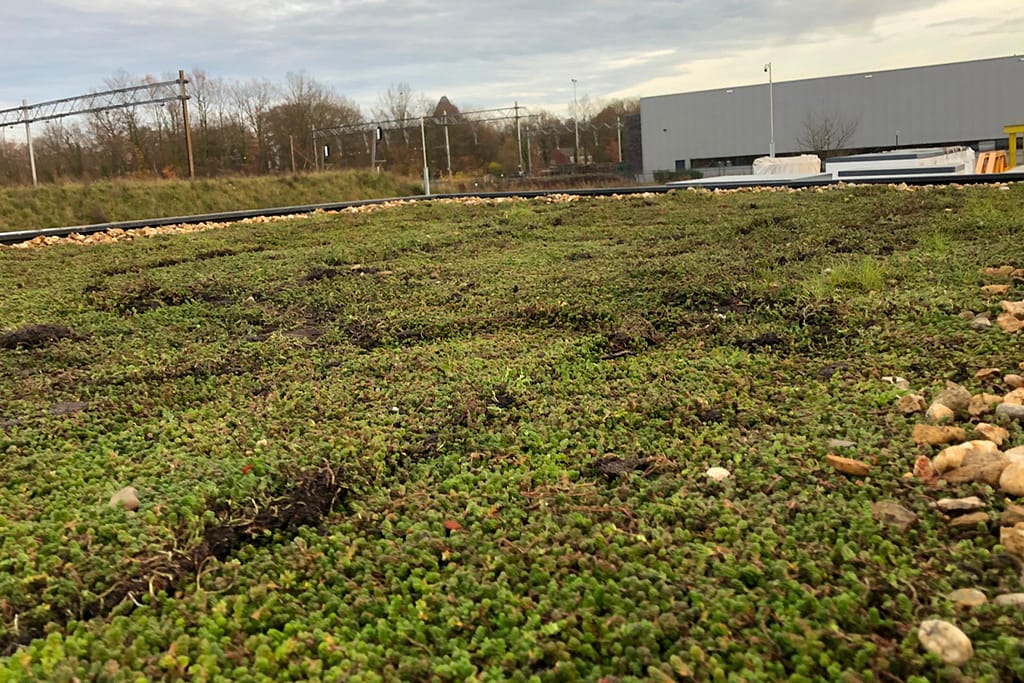 Sedumdak laten aanleggen in Flevoland