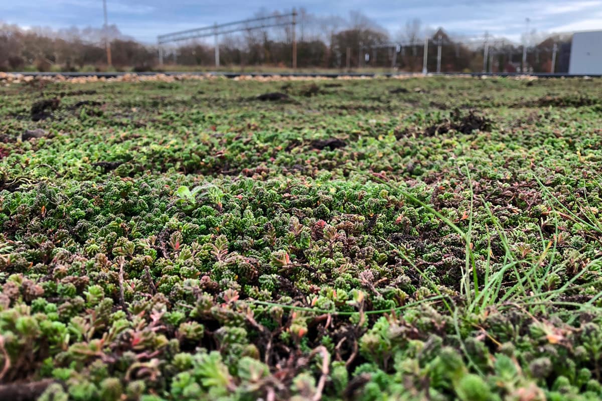 Sedumdak laten aanleggen in Flevoland
